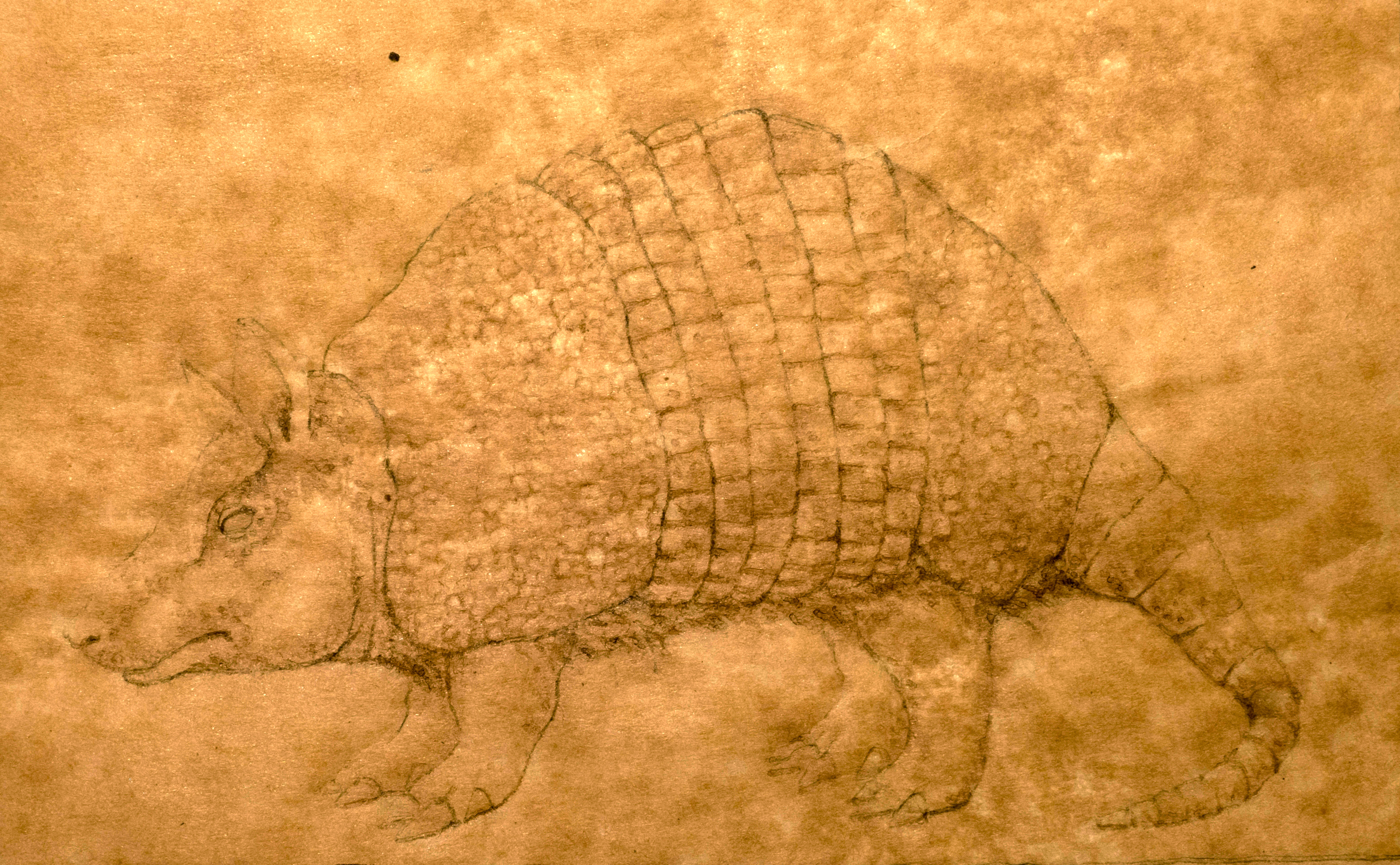 armadillo