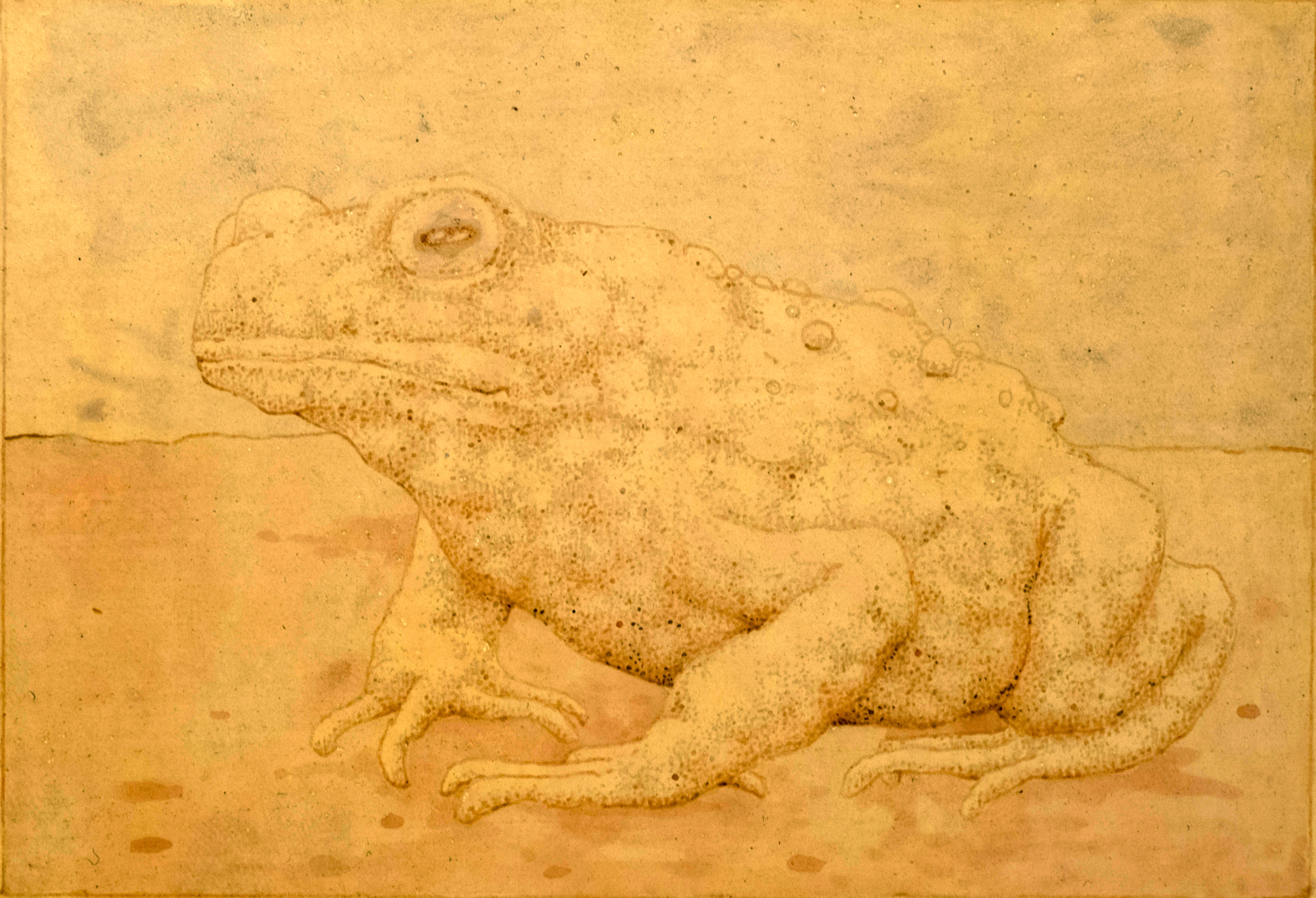 toad