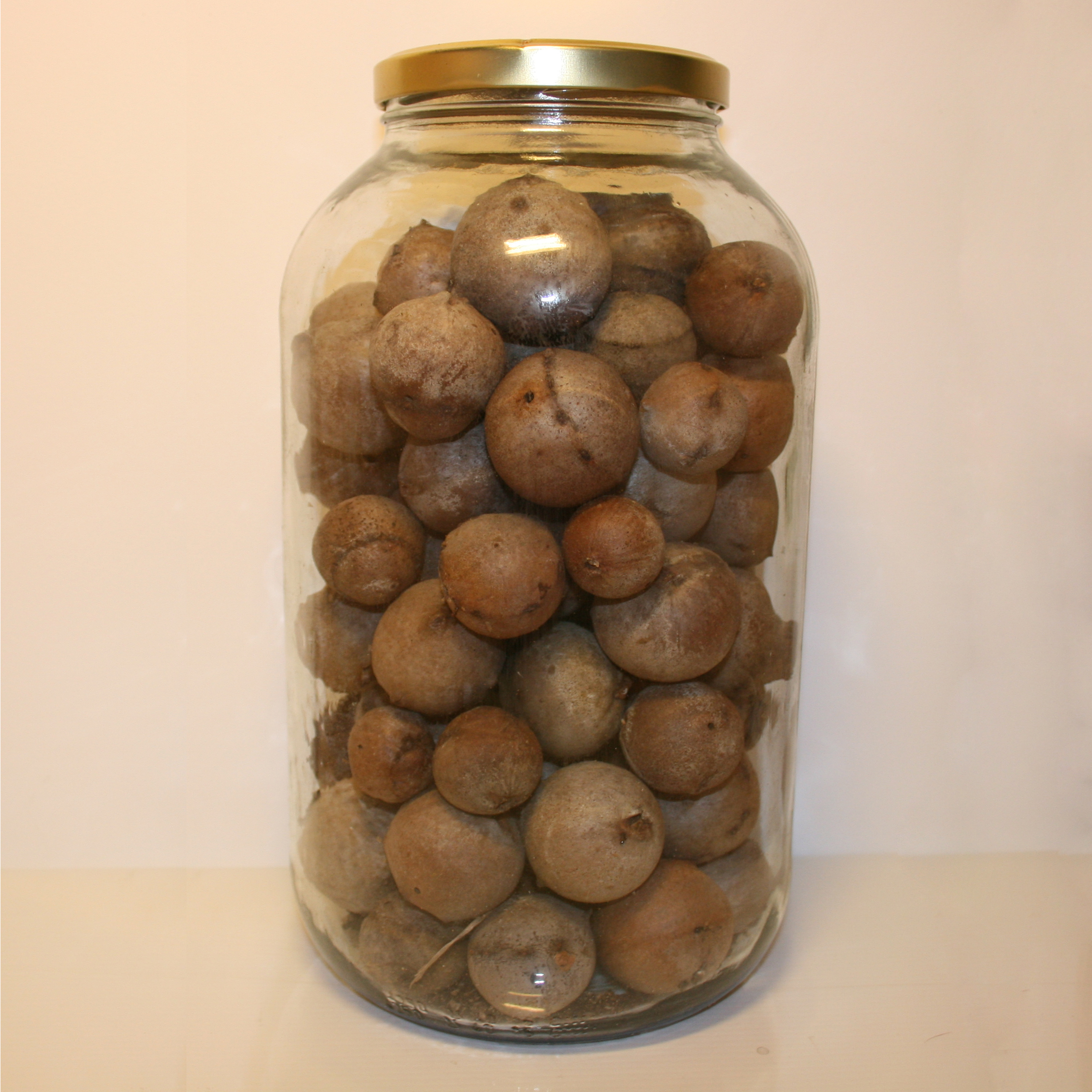 Aleppo gall nuts